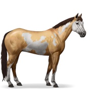 Paint Horse - Dun Overo