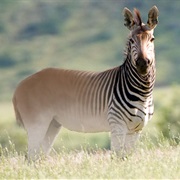 Quagga