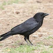 American Crow