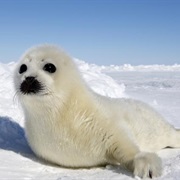 Arctic Seal