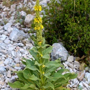 Mullein