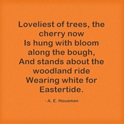 "Loveliest of Trees" by A. E. Housman