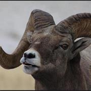 American Bighorn Sheep