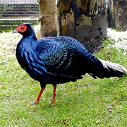 Vietnamese Pheasant