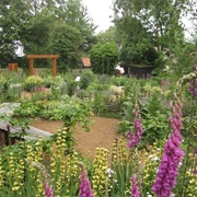 South Essex Wildlife Garden