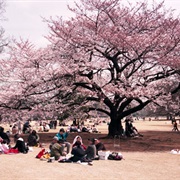 Cherry Blossom Viewing