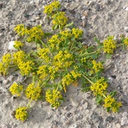 Peppercress (Lepidium)