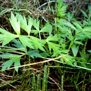 Mangrove Sea Celery (Apium Prostratum Var. Filiforme)