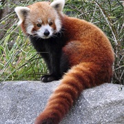 The Animal on the Firefox Logo Is Not a Fox, but a Red Panda.