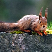 Eurasian Red Squirrel