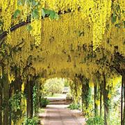 Ness Botanical Gardens