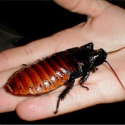 Madagascar Hissing Cockroach