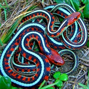 San Francisco Garter Snake