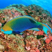 Parrotfish
