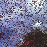 Watch the Point Pelee Monarch Migration (ON)