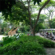 Singapore Zoo