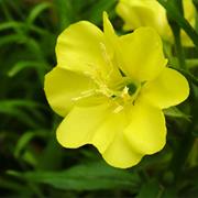 Evening Primrose