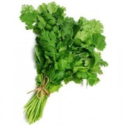 Coriander