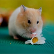 Hamster
