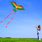 Fly a Kite