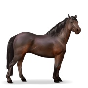 Quarter Pony - Dark Bay