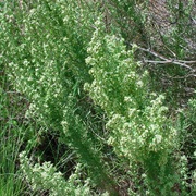 Carruth's Sagewort (Artemisia Carruthii)