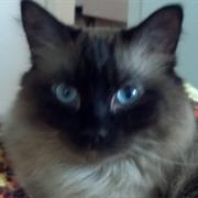 Your Cat Was Your Only Friend.