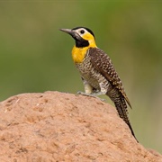 Campo Flicker (Colaptes Campestris)