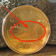 Canadians Call the One Dollar Coin a Loonie
