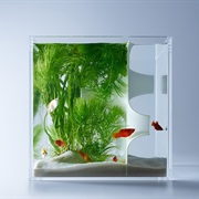 Have a Fish Tank