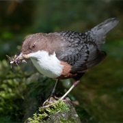 White-Throated Dipper (Norway)