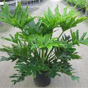 Selloum Philodendron