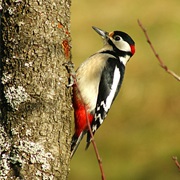 Who Lives in a Tree?