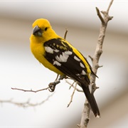 Yellow Grosbeak