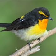 Narcissus Flycatcher