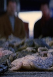 The Frogs, Magnolia (1999)