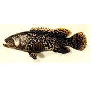 Giant Grouper / Bumblebee Grouper