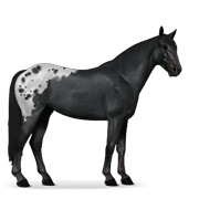 Mustang - Black Spotted Blanket