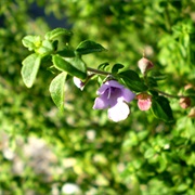 Cut-Leaf Mintbush (Prostanthera Incisa)