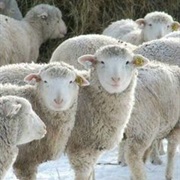 Accompany a Shephert