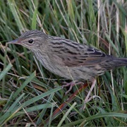 Lanceolated Warbler