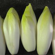 Belgian Endive