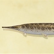 Gar