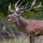 Red Deer
