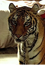 Tiger, the Hangover (2009)