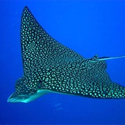 Spotted Eagle Ray