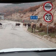 Croatia and Montenegro