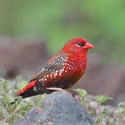 Red Avadavat