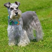 Schnauzer
