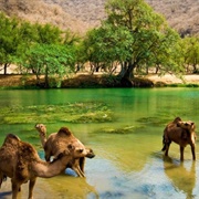Wadi Dirbat, Oman